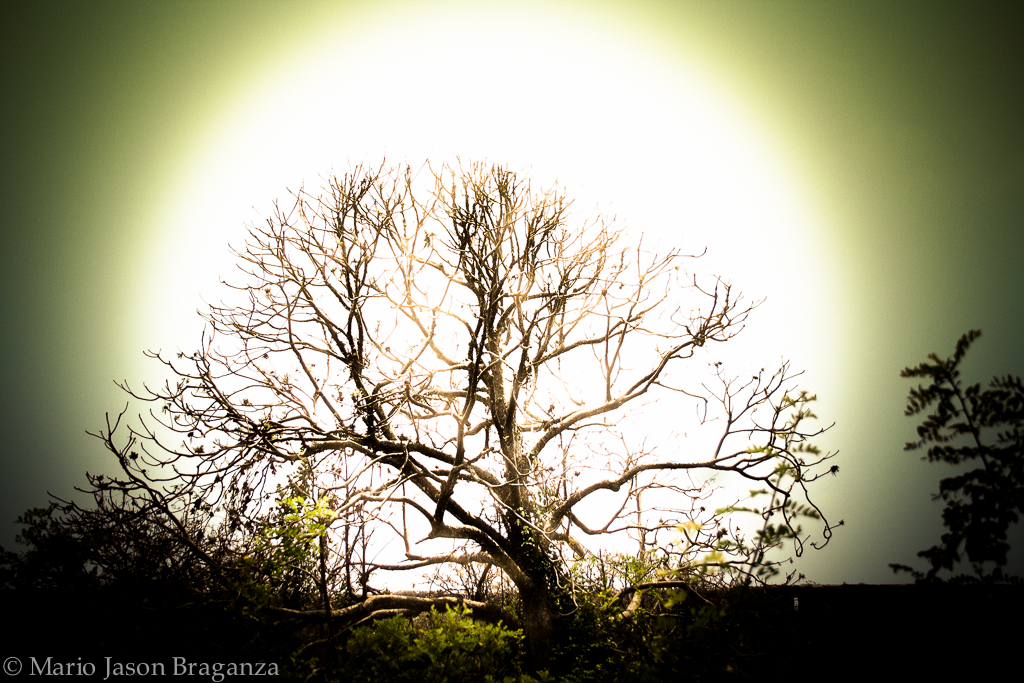 Dead tree in the sun