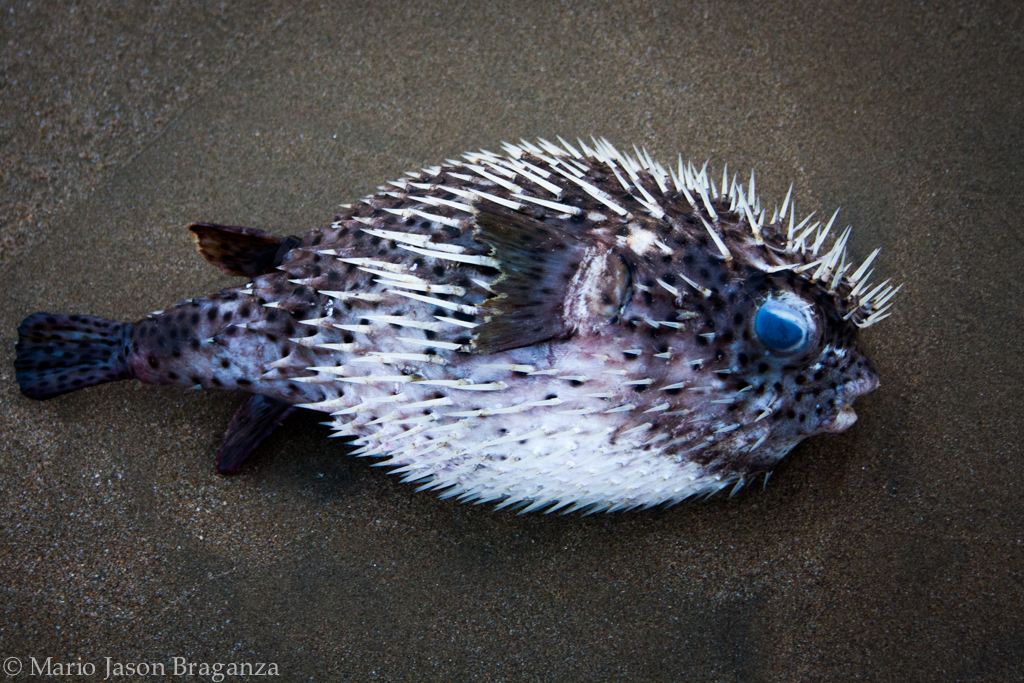 Puffer Fish