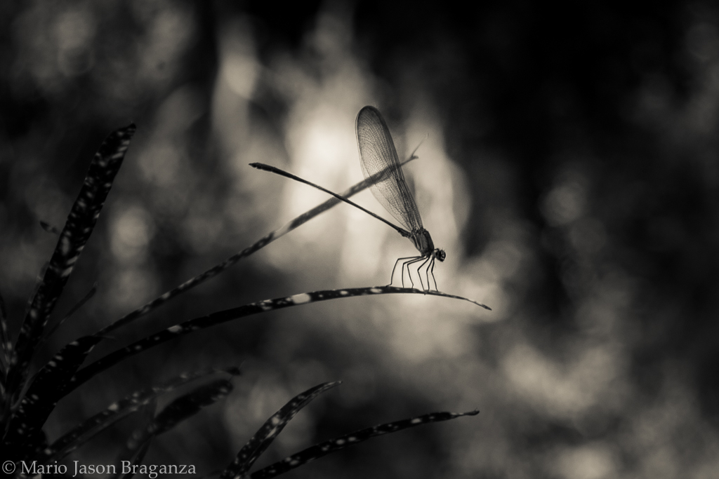 Drangonfly on a stalk of grass