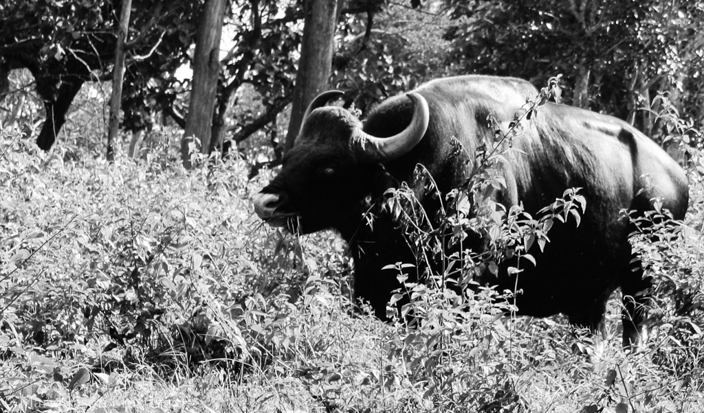Bison