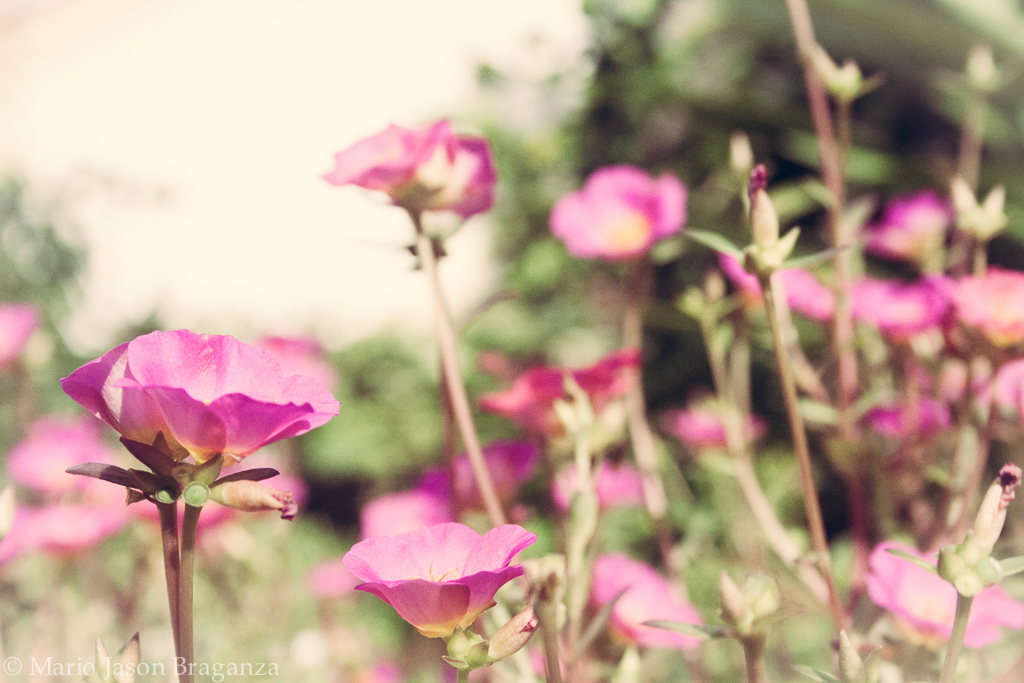 Flowers in a field
