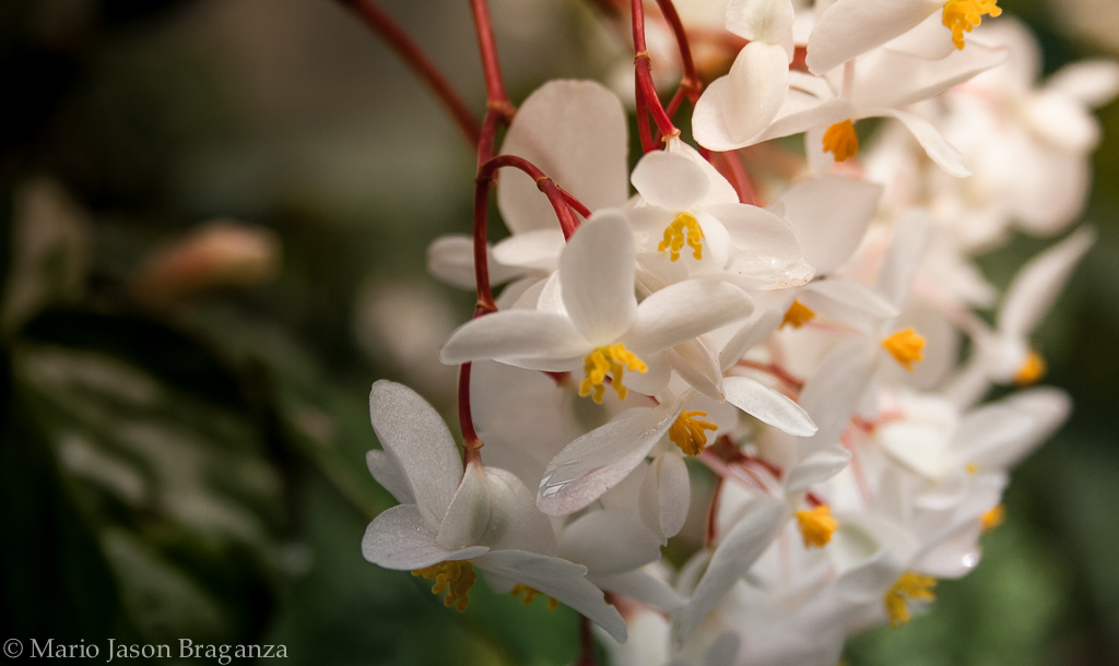 White Flowers