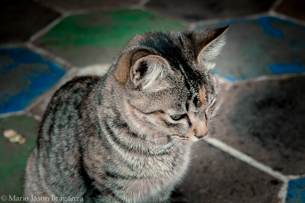 Kitty