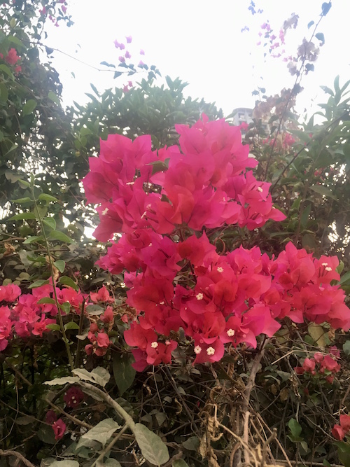 bougainvillea